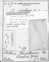 Image of Nectria caulina